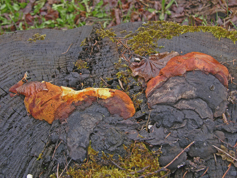 Avete voglia di funghi di oggi....guardate questo post.